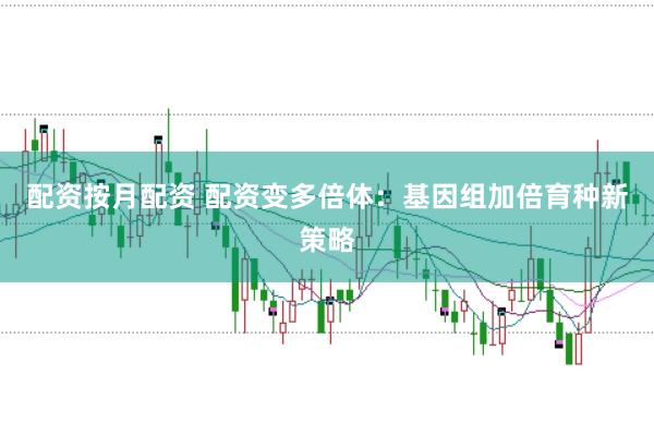 配资按月配资 配资变多倍体：基因组加倍育种新策略